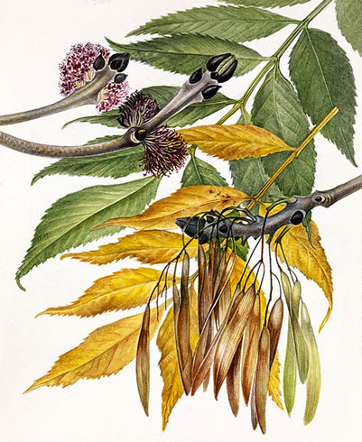 Gillian Barlow, Ash (Fraxinus excelsior) 