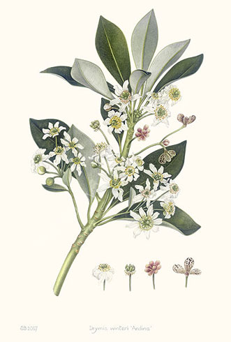 Gillian Barlow, Winter's Bark, (Drimys winteri)