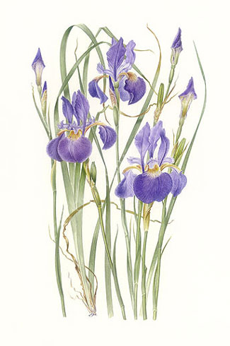 Gillian Barlow, Iris