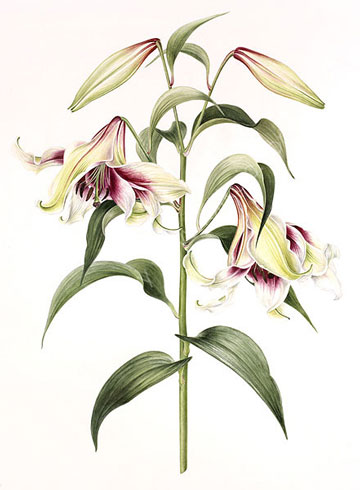 Gillian Barlow, Lilium nepalense (Kushi Mayo)