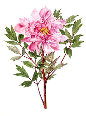 Gillian Barlow, Paeonia 'yachyo tsubaki 