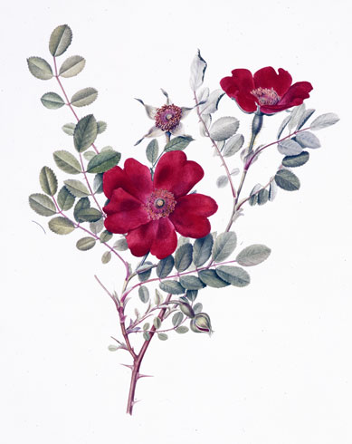 Gillian Barlow, Rosa moyesii