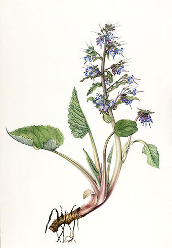Gillian Barlow, Abraham, Isaac and Joseph (Trachystemon orientalis)